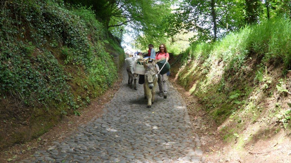 Clovelly Donkeys and Mules at our little village in Devon where everything goes down the hill on sledges and up the hill on Donkeys
