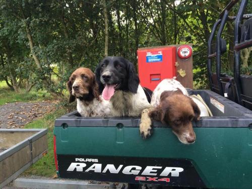 Dog's Welcome