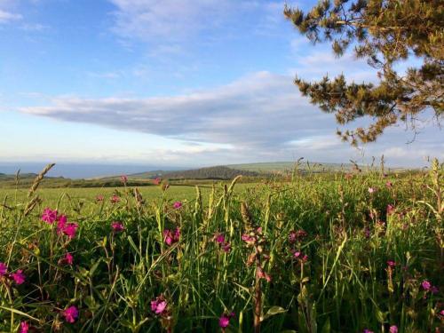 Wild flowers and Sea Views