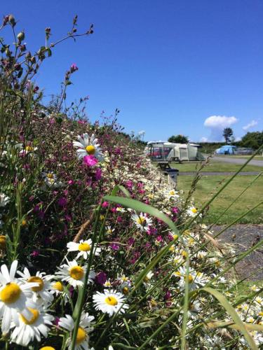 Wild flowers at Warcombe