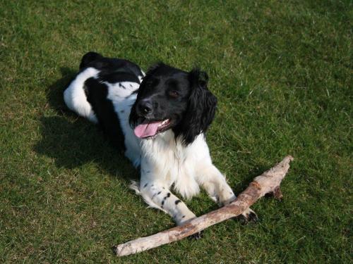 We provide a great dog exercise area in our Woodland