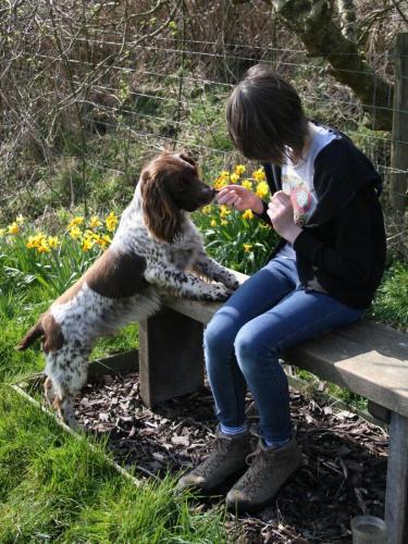 Dog friendly campsites near Woolacombe beach?