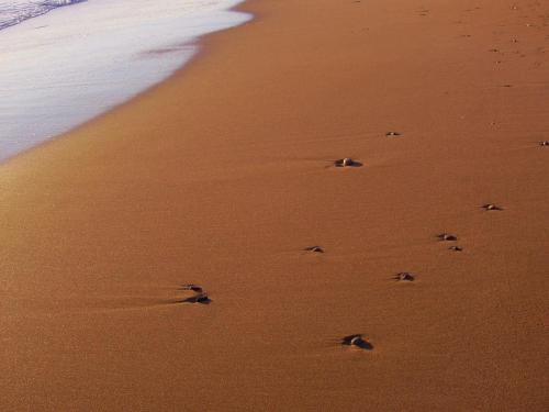 Walks along the beach