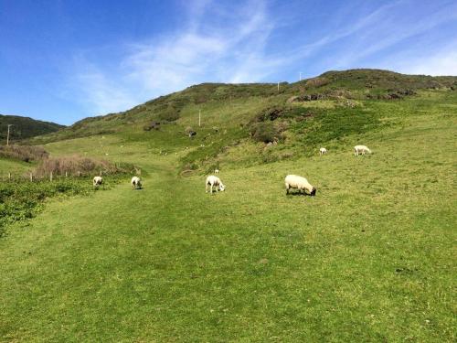 Sheep grazing on Morte Point