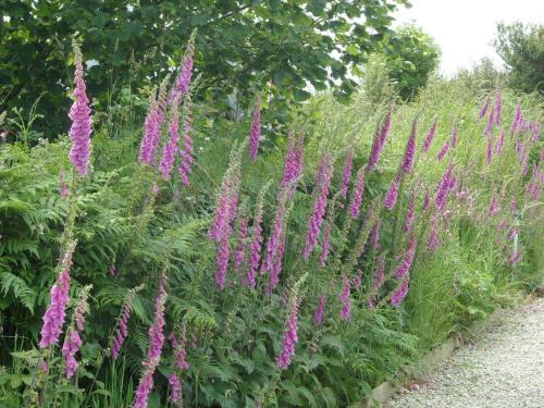 Foxgloves in Hedgerows