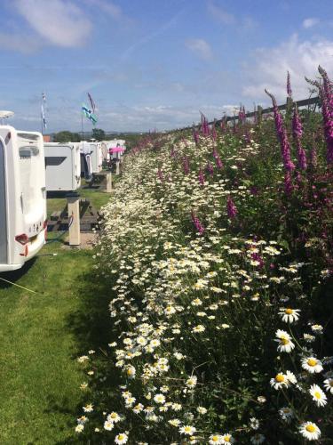 Hedgerow Flowers