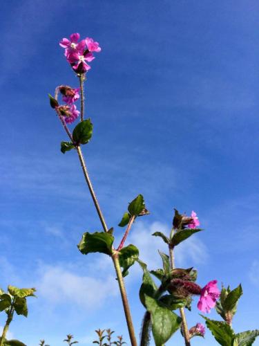 Hedgerow flowers
