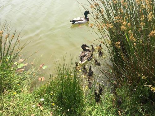 Ducklings