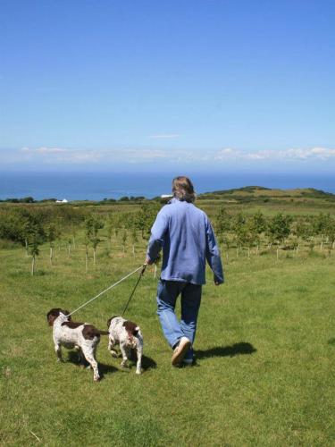 Dogs at Warcombe