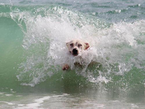 Dog Friendly Beaches