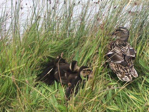Mother and ducklings